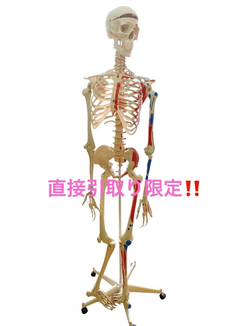 1AAM010 人体骨格模型 人体模型 3B 等身大 色分け 定価7万超