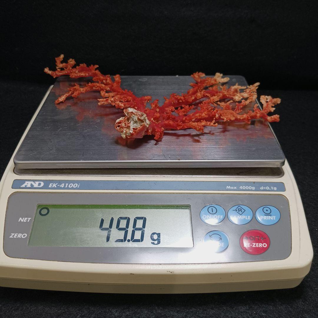 Y2678-2 国産赤珊瑚原木 血赤珊瑚 総重量49.8g 太軸
