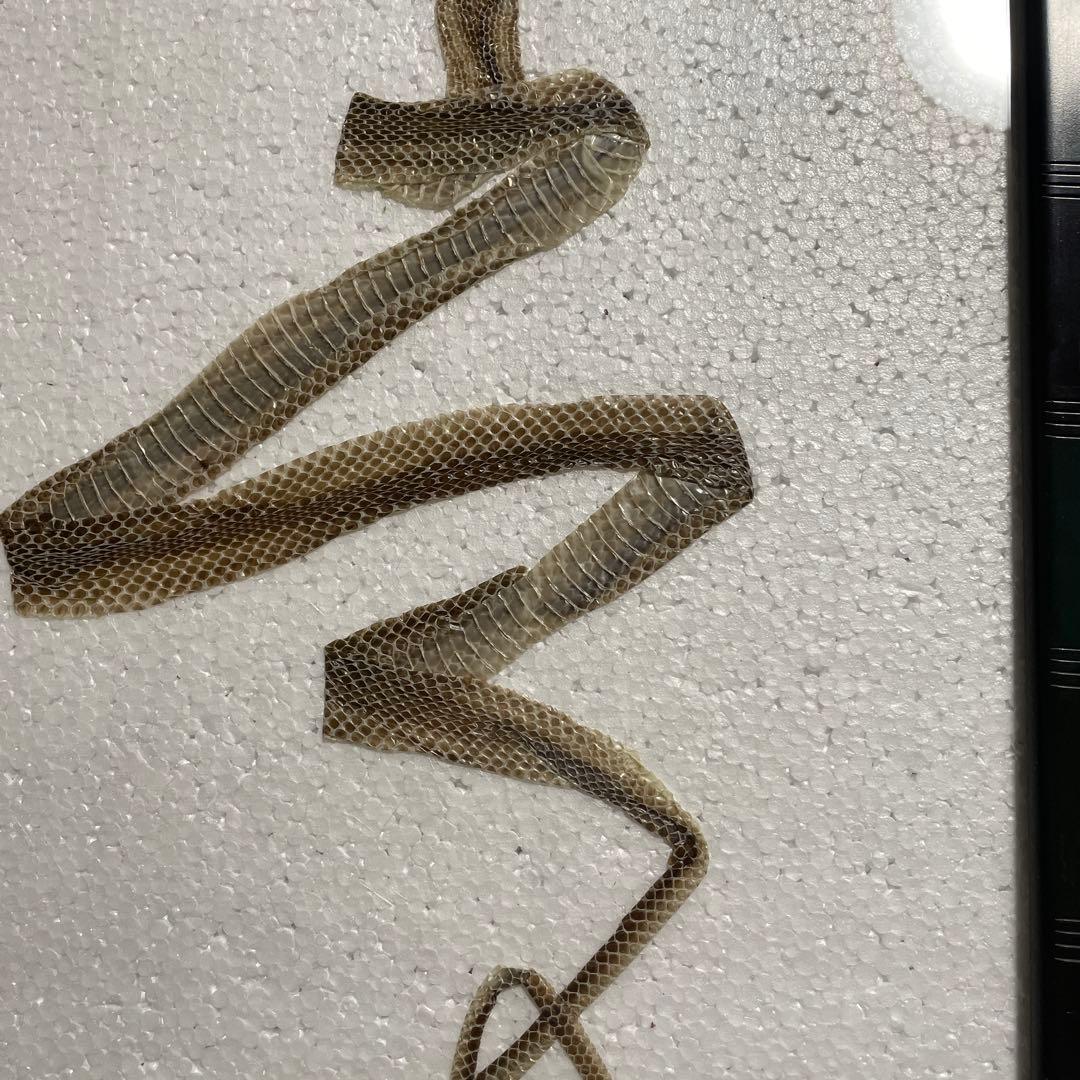 蛇　巳年　シマヘビ全長100cm 抜け殻　破れなし　商売繁盛　寿　運気上昇　金運