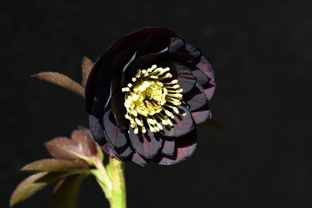 クリスマスローズ　最新花！多弁系ディープワイン　加藤農園