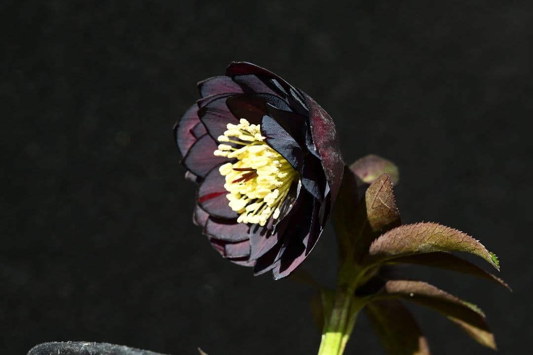 クリスマスローズ　最新花！多弁系ディープワイン　加藤農園