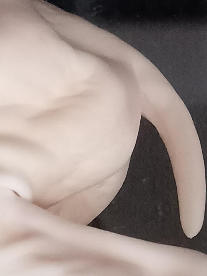 学術標本】種名ニホンジカ　胎児（♂）　エタノール浸漬標本　頭胴長約１３０ｍｍ