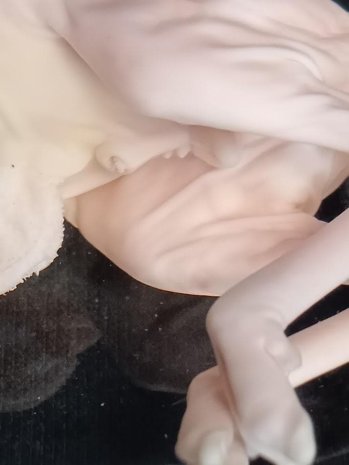 学術標本】種名ニホンジカ　胎児（♂）　エタノール浸漬標本　頭胴長約１３０ｍｍ