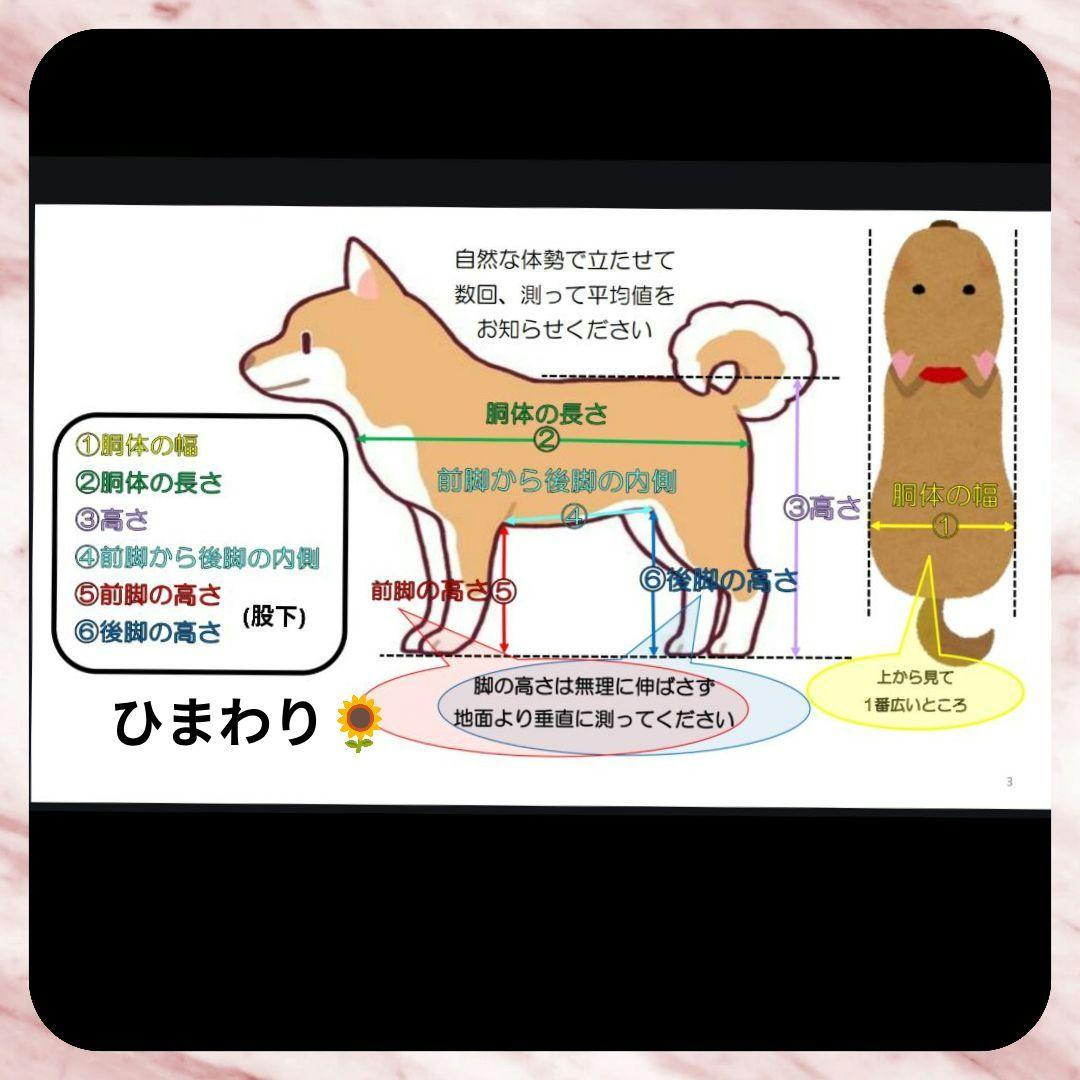 黒柴4輪　リハビリ　食事補助　犬用車椅子　介護用品　犬の歩行器
