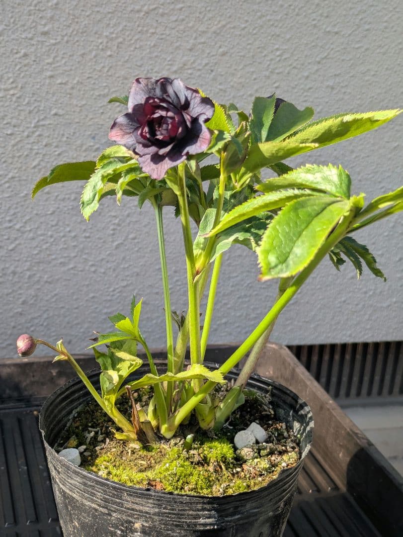 【一点物】広瀬園芸 クリスマスローズ スモーキーブラック 激シブベイン ダブル