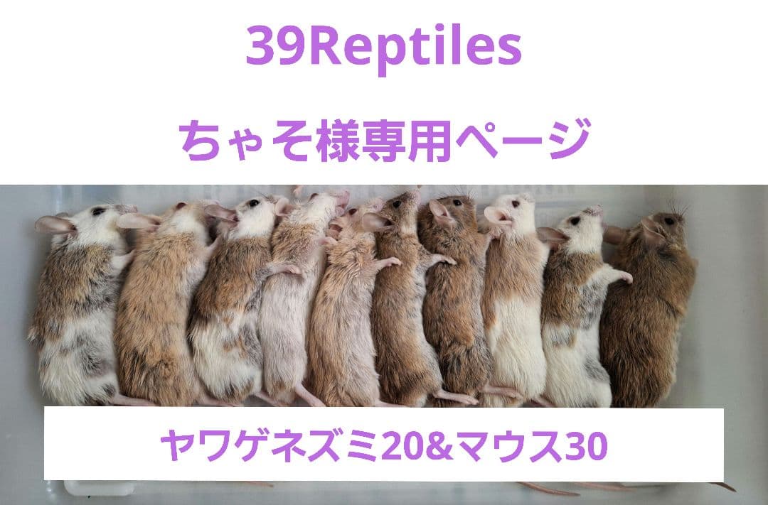 ちゃそ　ヤワゲネズミss20マウスL30オマケ付き