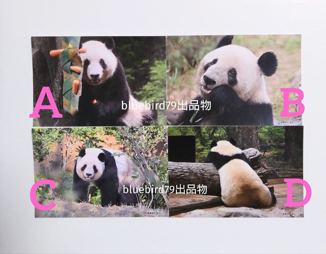 レイレイ ポストカード 上野松坂屋 毎日パンダ 上野動物園 シャオシャオ