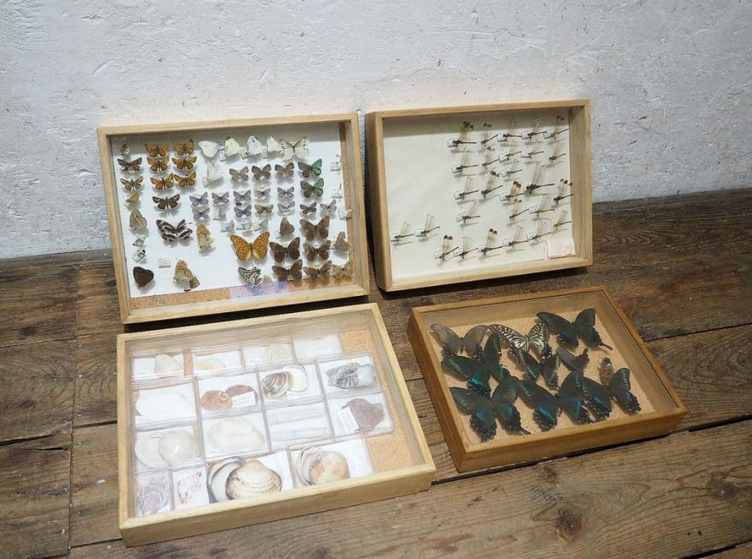 1391 ③蓋付 標本ケース(小1、大3)4個セット　貝殻　蝶々　トンボ　資料