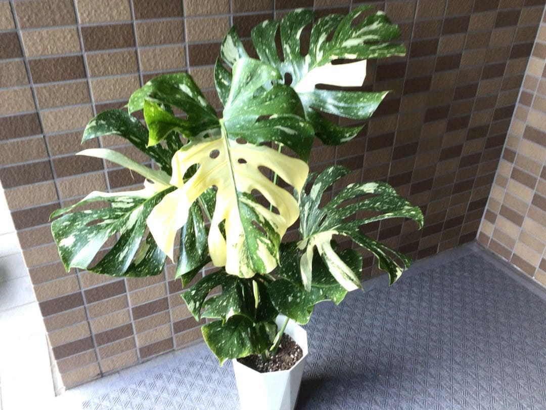 ② ます※プロフ要確認商品‼︎斑入りモンステラ・タイコンステレーション7号