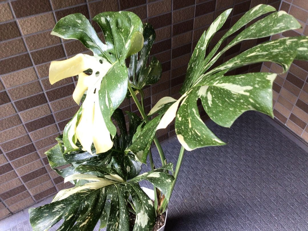 ② ます※プロフ要確認商品‼︎斑入りモンステラ・タイコンステレーション7号