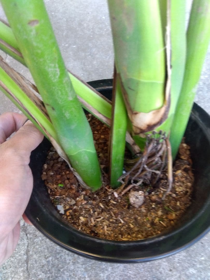 モンステラ　デリシオーサ　6号鉢つき　深穴開き❗大型葉❗　①