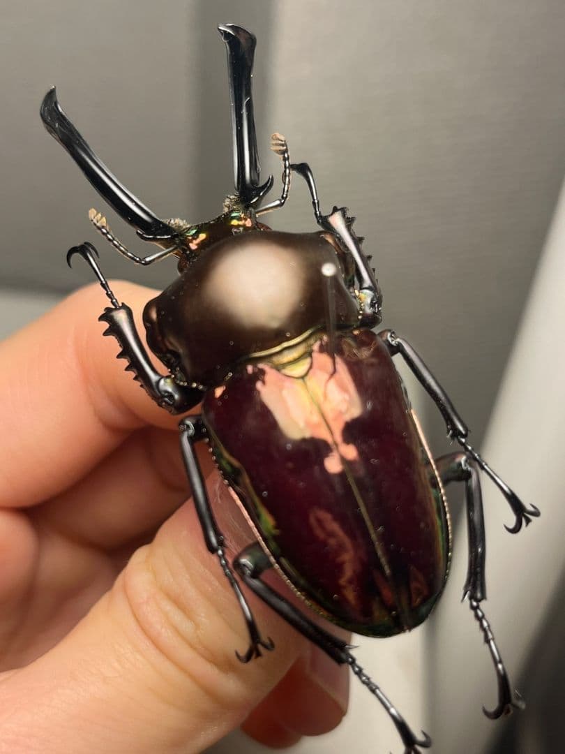 【標本】ニジイロクワガタ オウゴンオニクワガタ ピカール血統 レッドピカール
