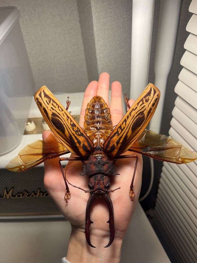 【開翅163mm】オオキバウスバカミキリ 標本 Macrodontia