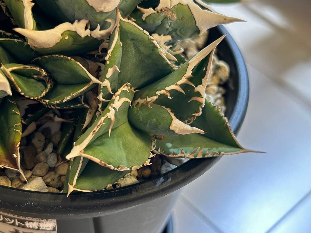 【ラスト】アガベ 大白鯊 ホオジロザメ CJ special Ivory w.a