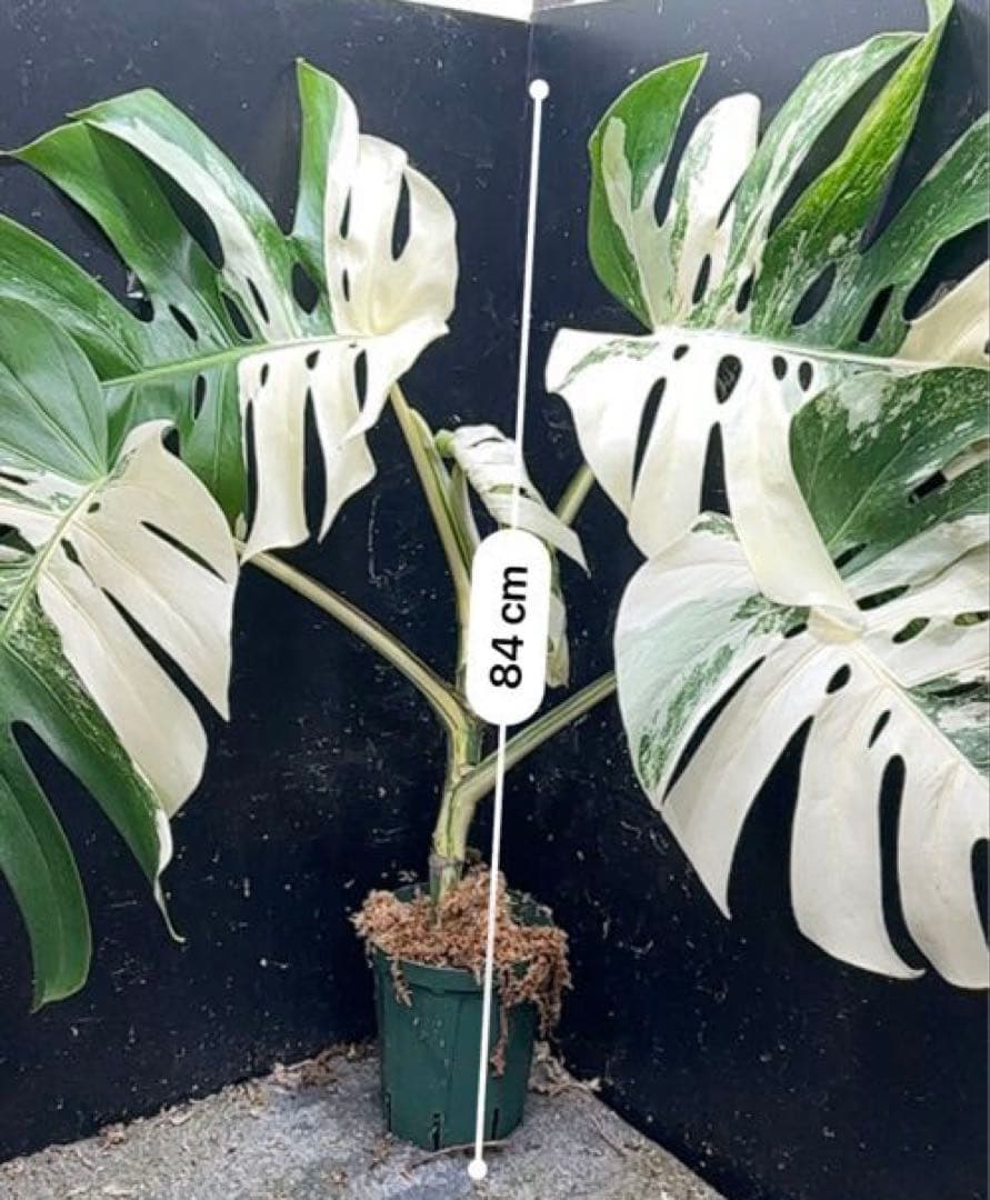 き*き様 斑入りモンステラ ホワイトタイガー極美大株84cm白斑多