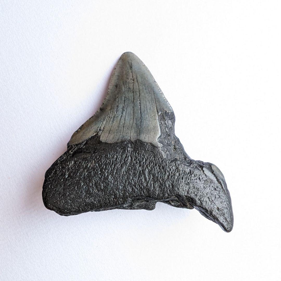 巨大サメ・メガロドンの歯化石