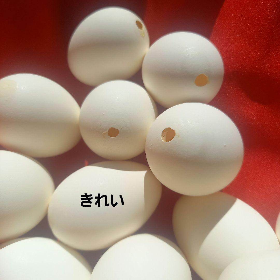 青森産　にわとりの白たまご殻L×120ケ