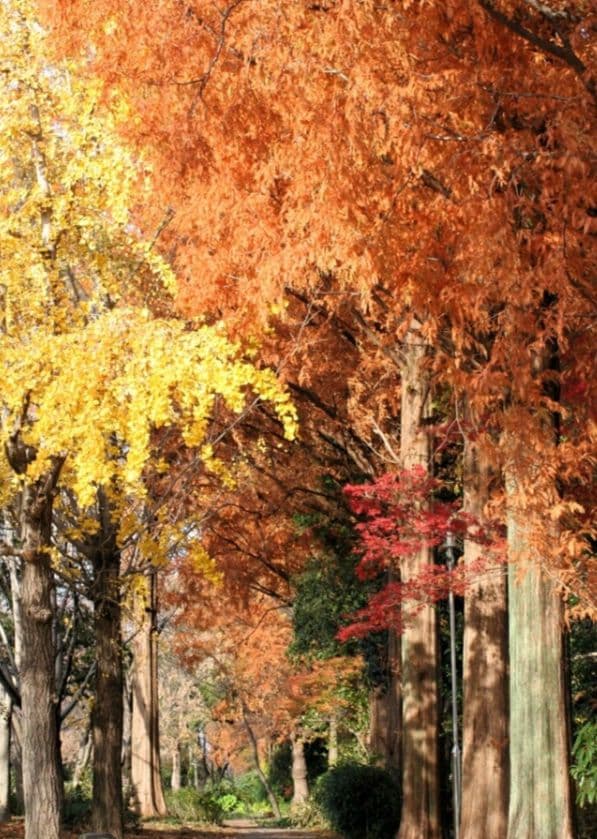 シエテ様　CANON　EOS Kiss N⚡️初心者⚡️広角から中望遠　一眼レフ