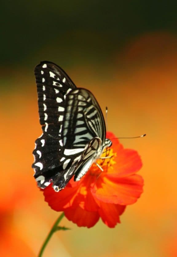 シエテ様　CANON　EOS Kiss N⚡️初心者⚡️広角から中望遠　一眼レフ