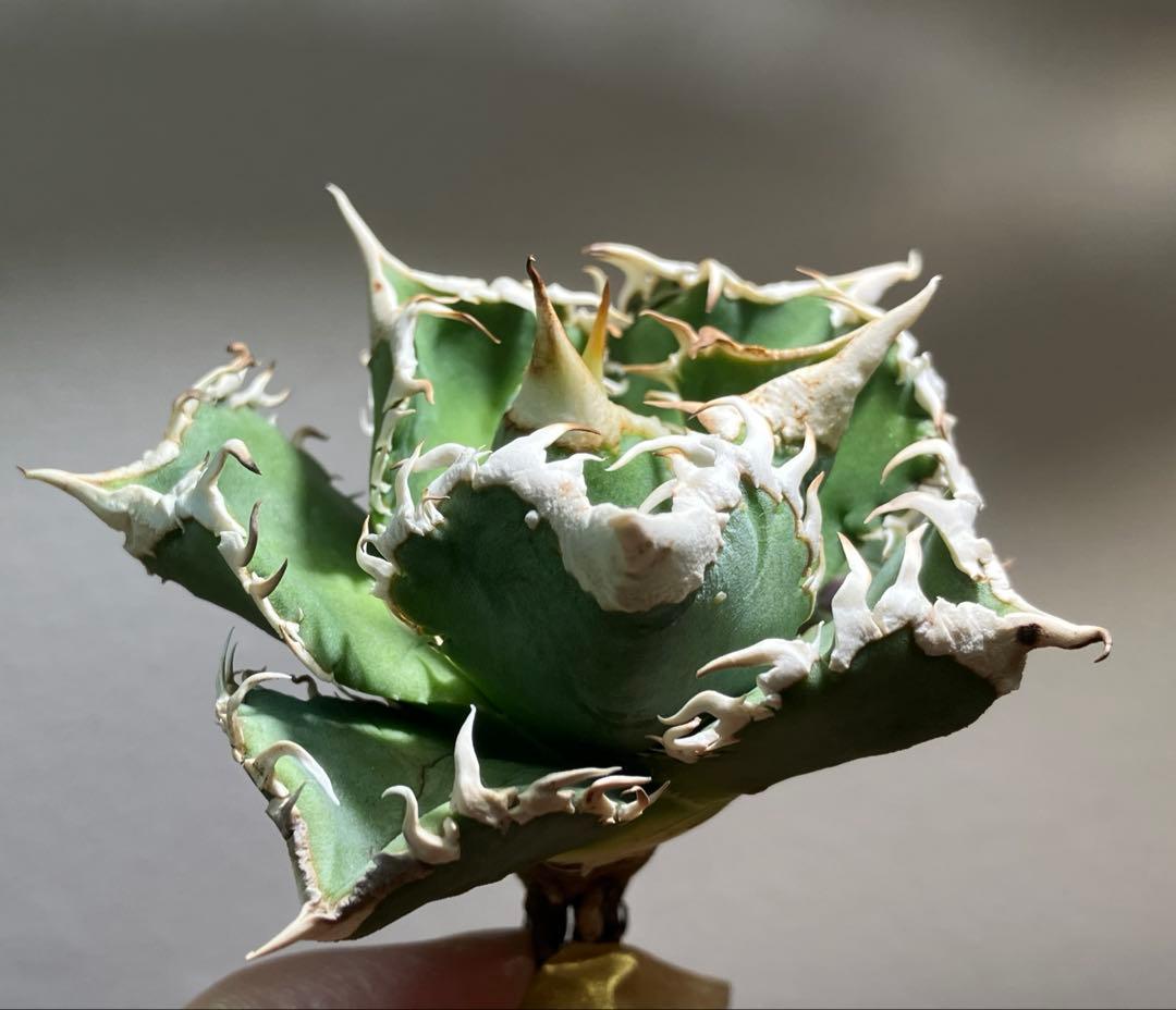 渡*志様 【初売りオークション】73 超選抜　太棘　アガベ　チタノタ　白豪刺　T