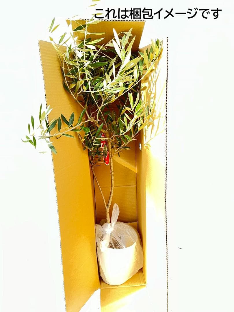 オリーブの木　ホジブランコ　7号　約135cm　NO.704　人気品種　現品掲載