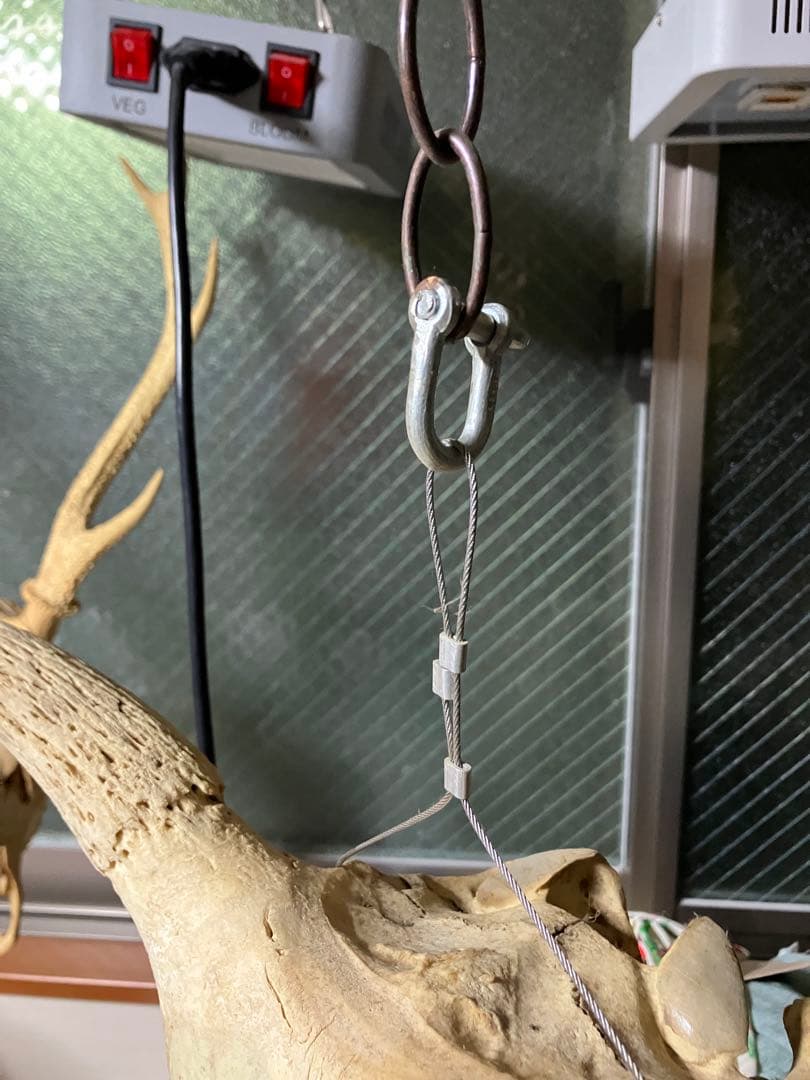 頭骨　頭蓋骨　ウシ　牛　種名 Bos taurus ※条約などには抵触しない種類