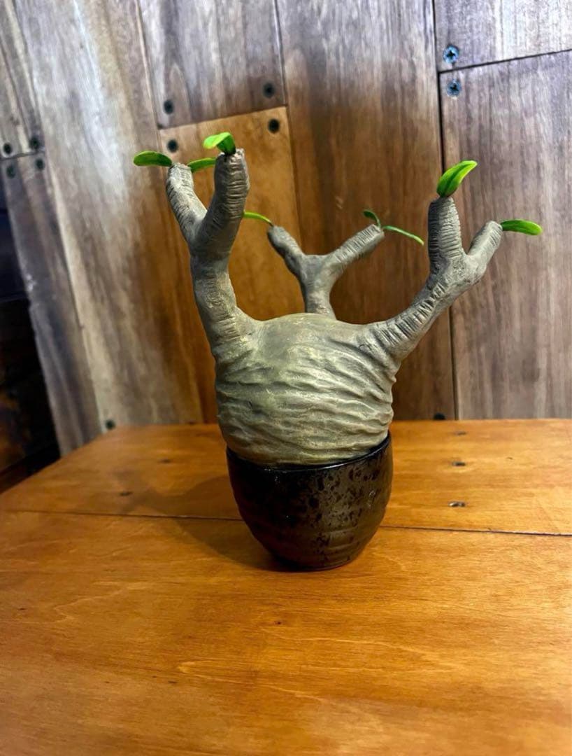 【Masa】パキポーズ　グラキリス、アガベ