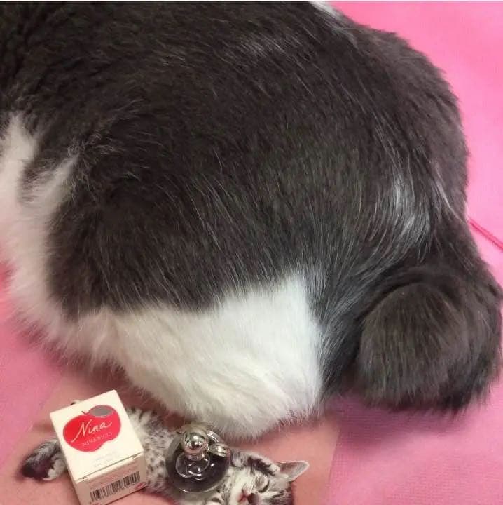 【お取り置き品】ニナリッチ ニナ ４ml