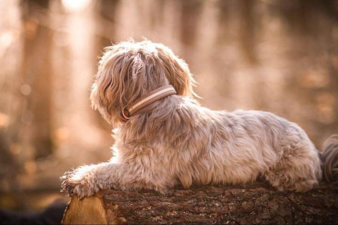 スペイン製 高級犬用リードと首輪セットBaseballGrey (小型・中型犬)