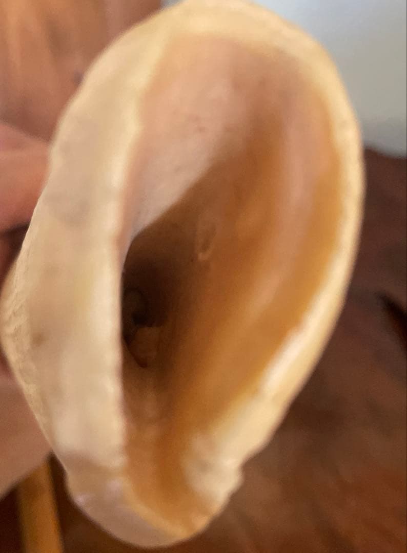 鯨の歯 約20cm 約440g クジラの歯