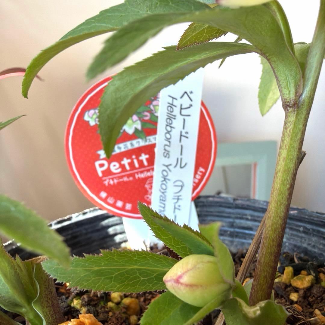 【横山園芸】クリスマスローズ ベビードール（プチドール）《1/10》ピコティ