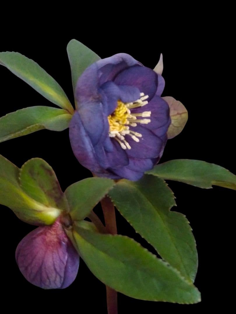 クリスマスローズ　ブルーパープルPowder