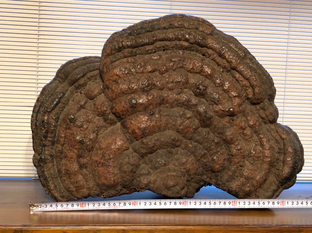 さるのこしかけ