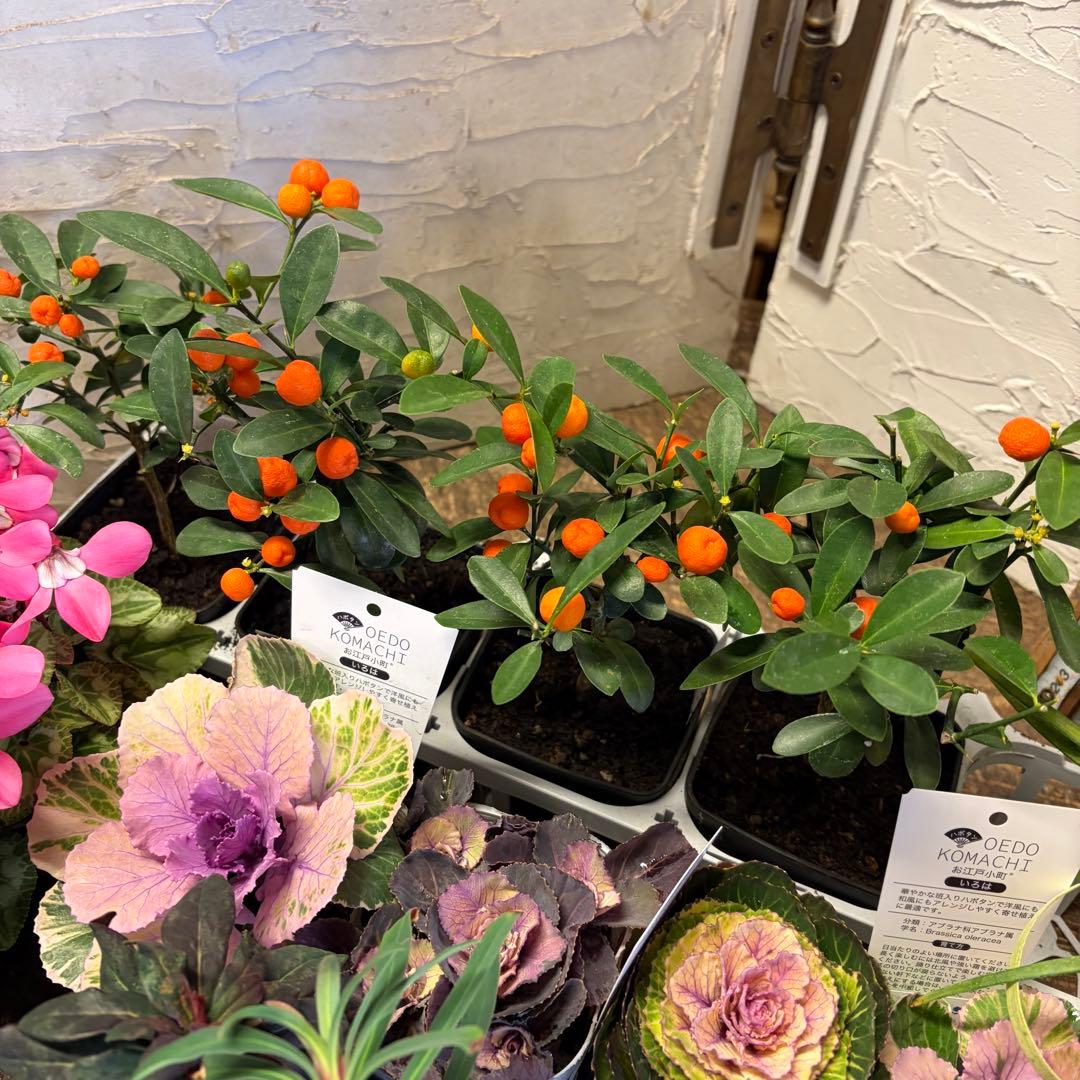 y*a様 ガーデニング　完品&おつとめ品 てんこ盛りアソート