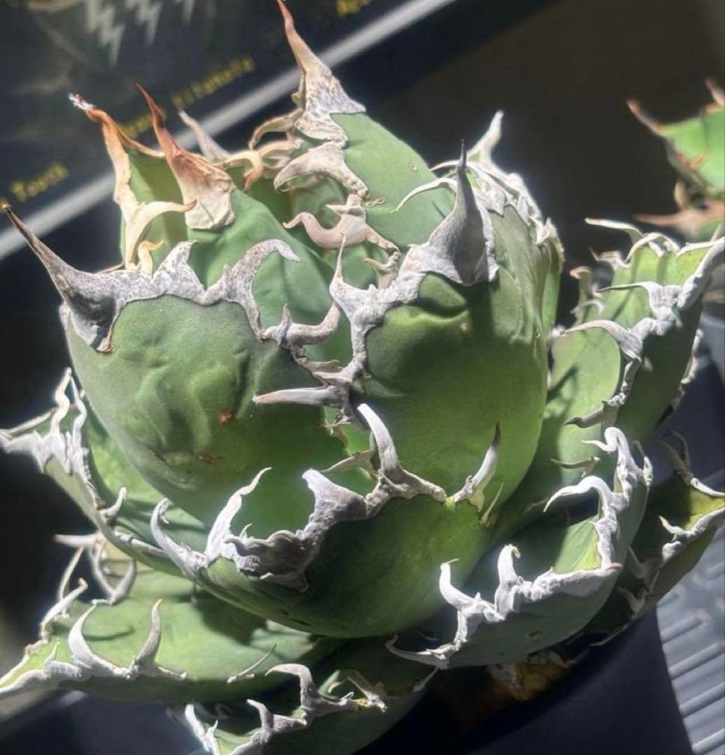 カメラ好きページ