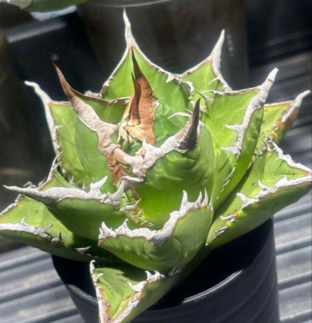 カメラ好きページ