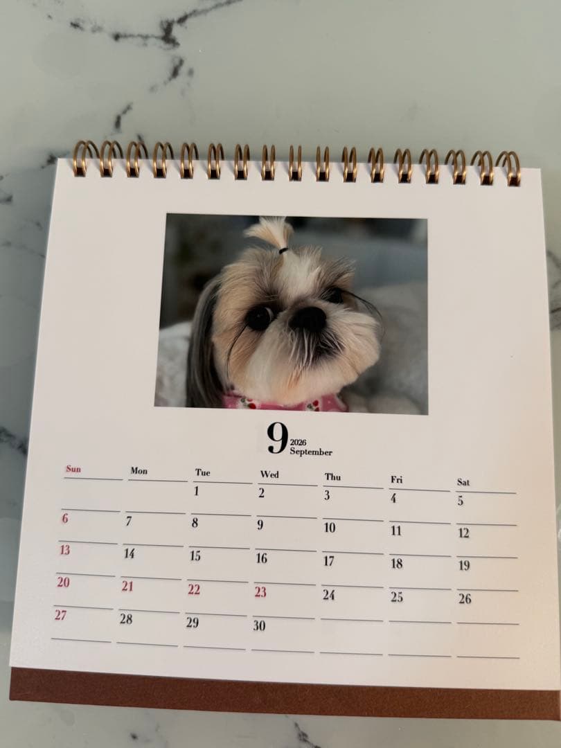 シーズーちくわの卓上カレンダー【オリジナル】