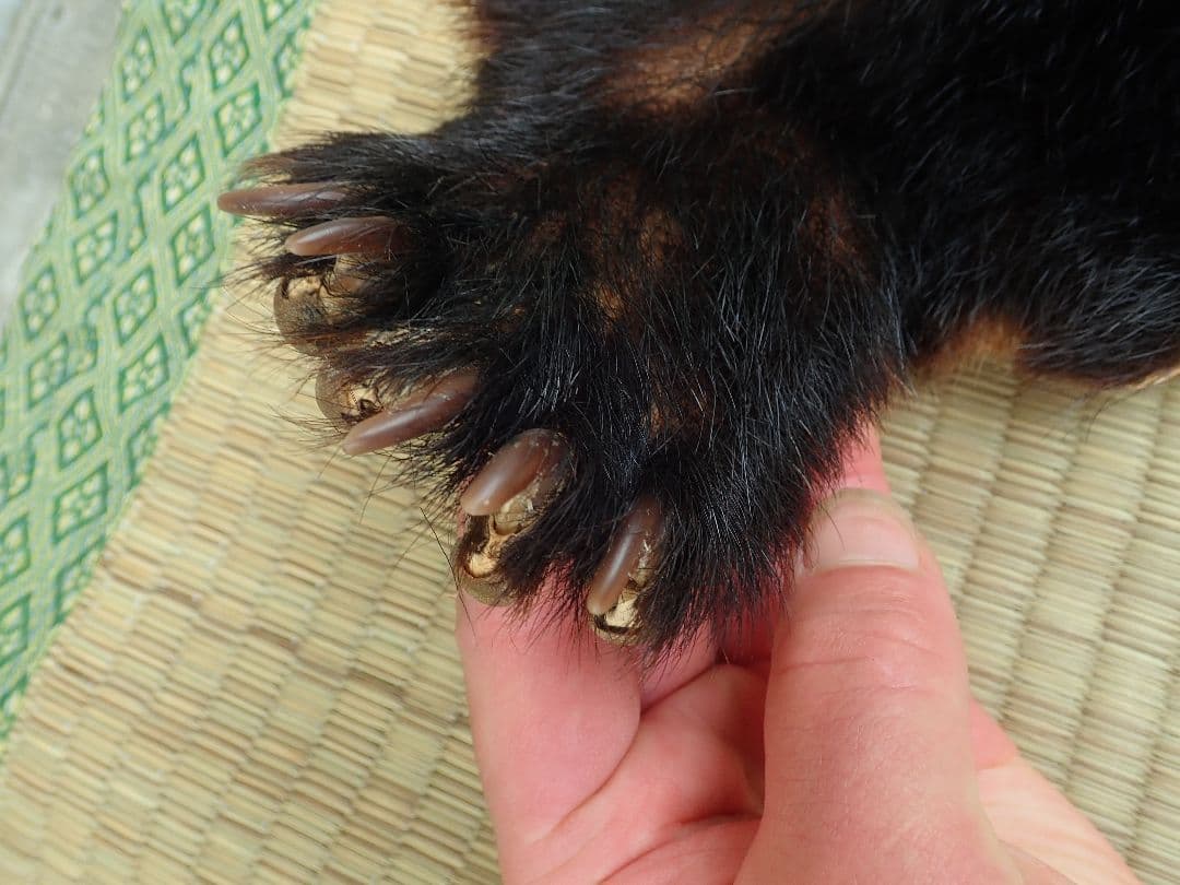 ツキノワグマ　毛皮