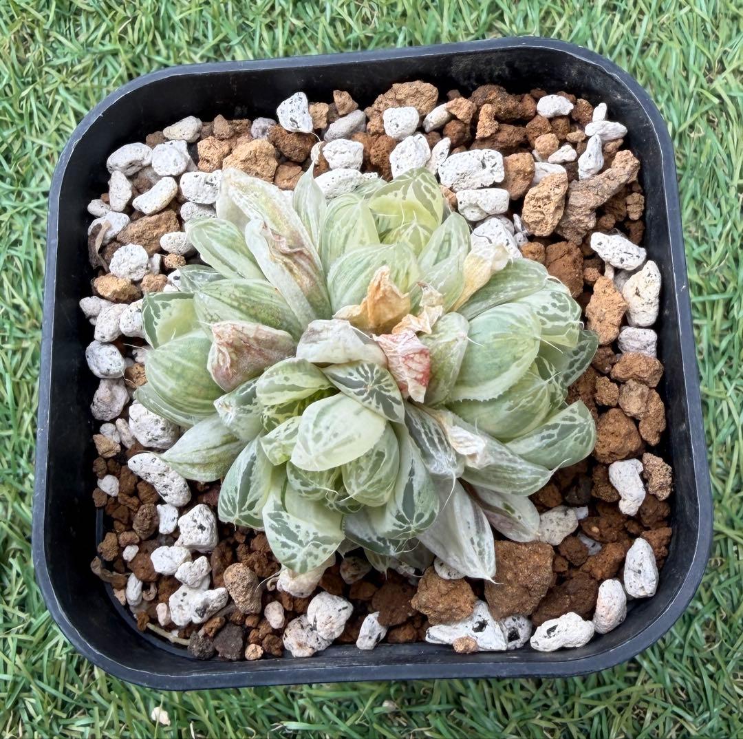 専用 多肉植物 ハオルチア 白銀の露 1頭分①