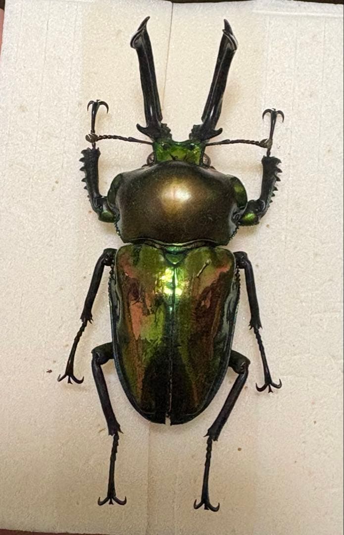 大型65mm ニジイロクワガタ　標本