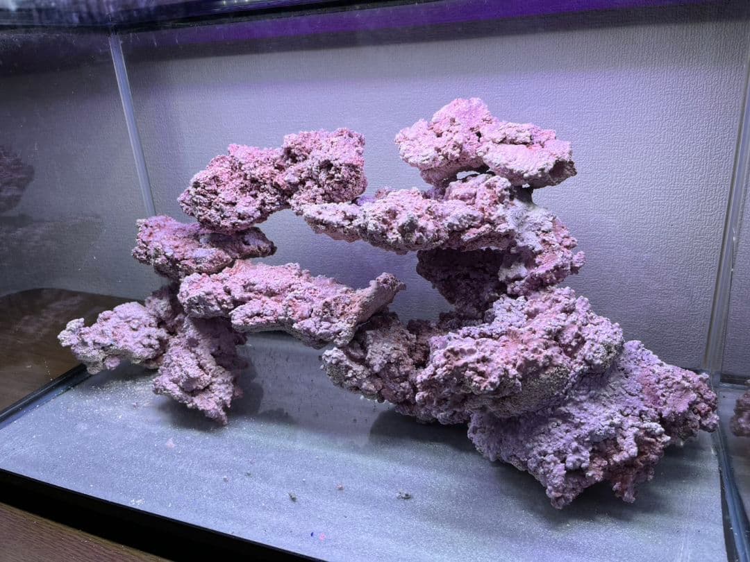 人工ライブロック6個セット