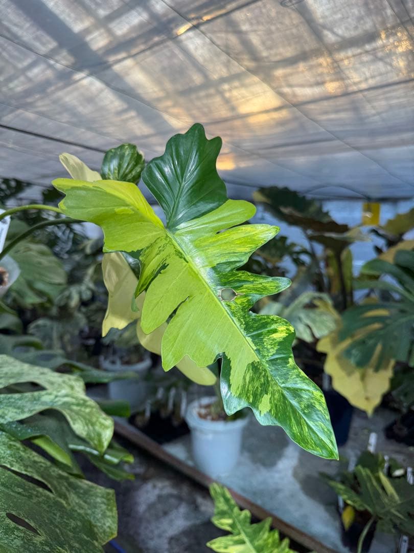 KN1 フィロデンドロン　キティナ　健康カット苗