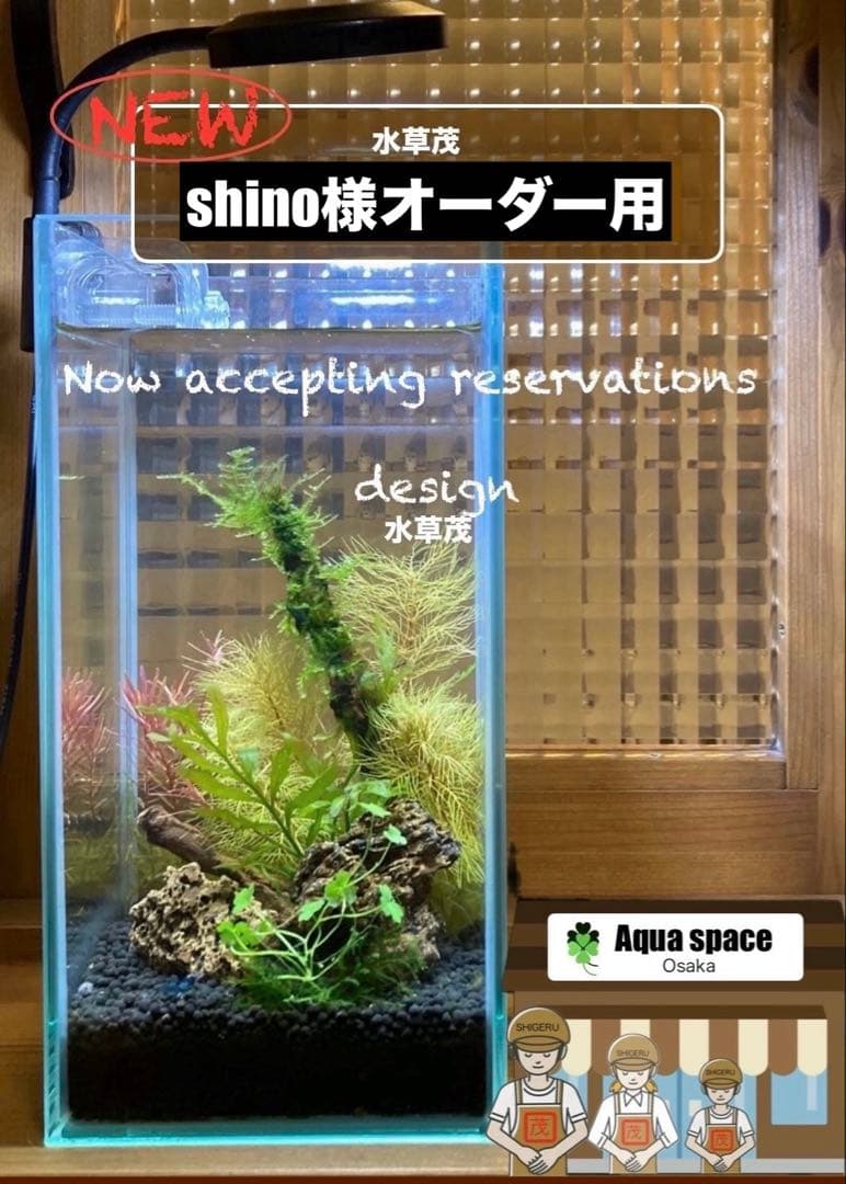 水草茂「shino様オーダー用」