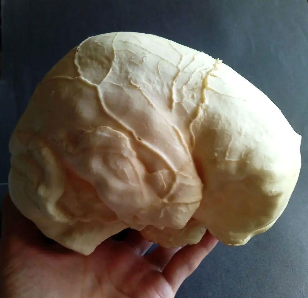 Brain　脳　Born Clones　アメリカ製　模型