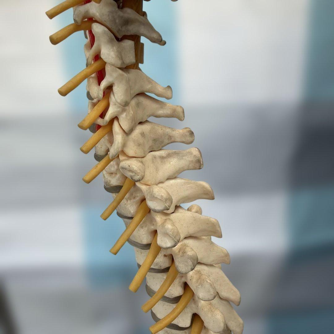脊椎モデル 約85cm 可動式