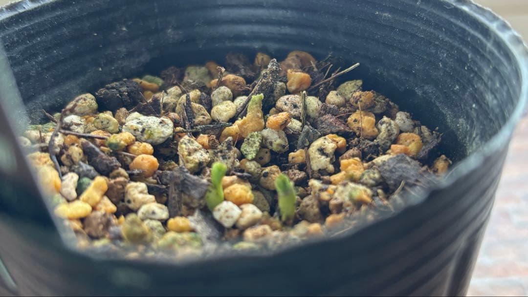 クリスマスローズ　原種　アトロルーベンス　デュメトルム　など　交配