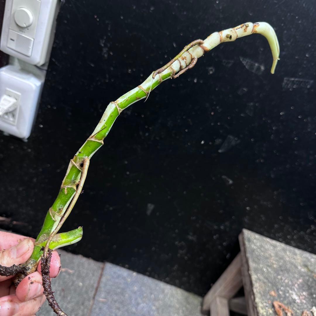 M*8様 斑入りモンステラホワイトタイガー大茎8株おまとめ