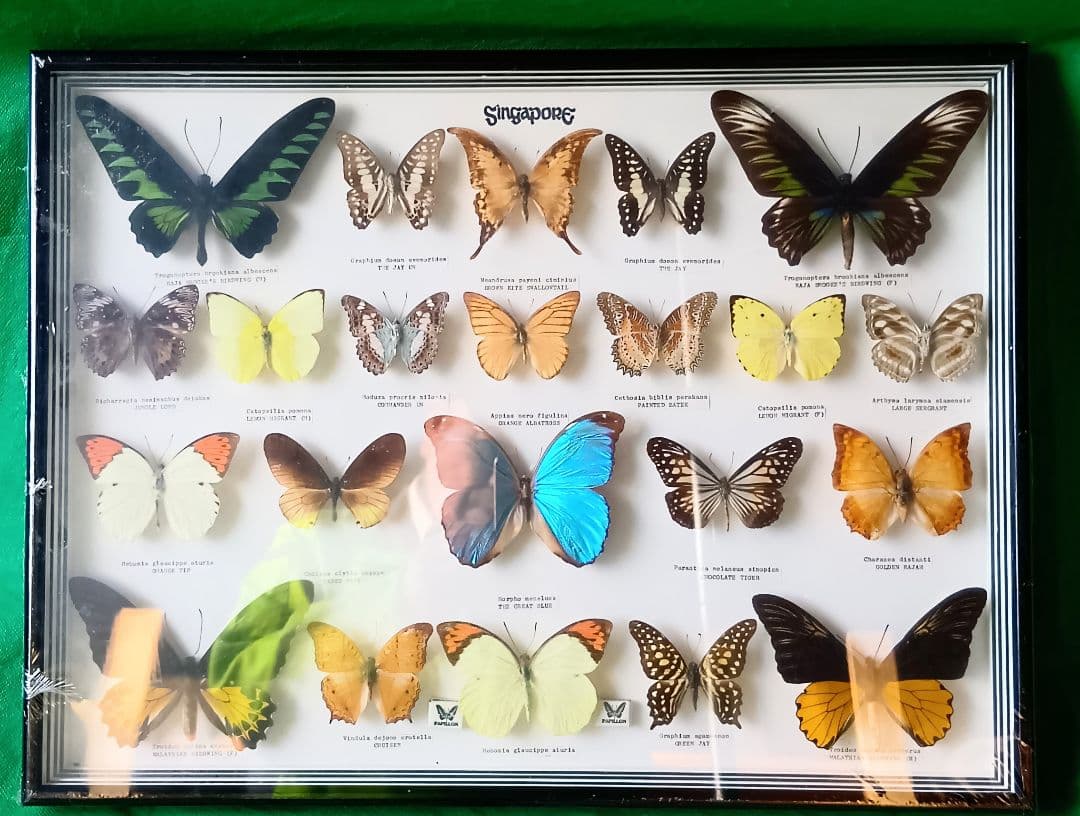 シンガポール 蝶標本 壁掛け用
