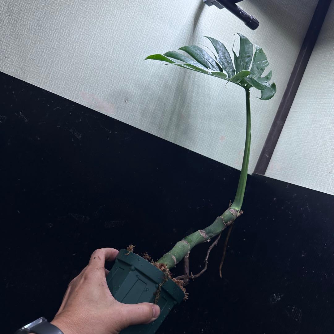 ご*ら様 モンステラデリシオーサマクロコズム超希少系統鉢植え