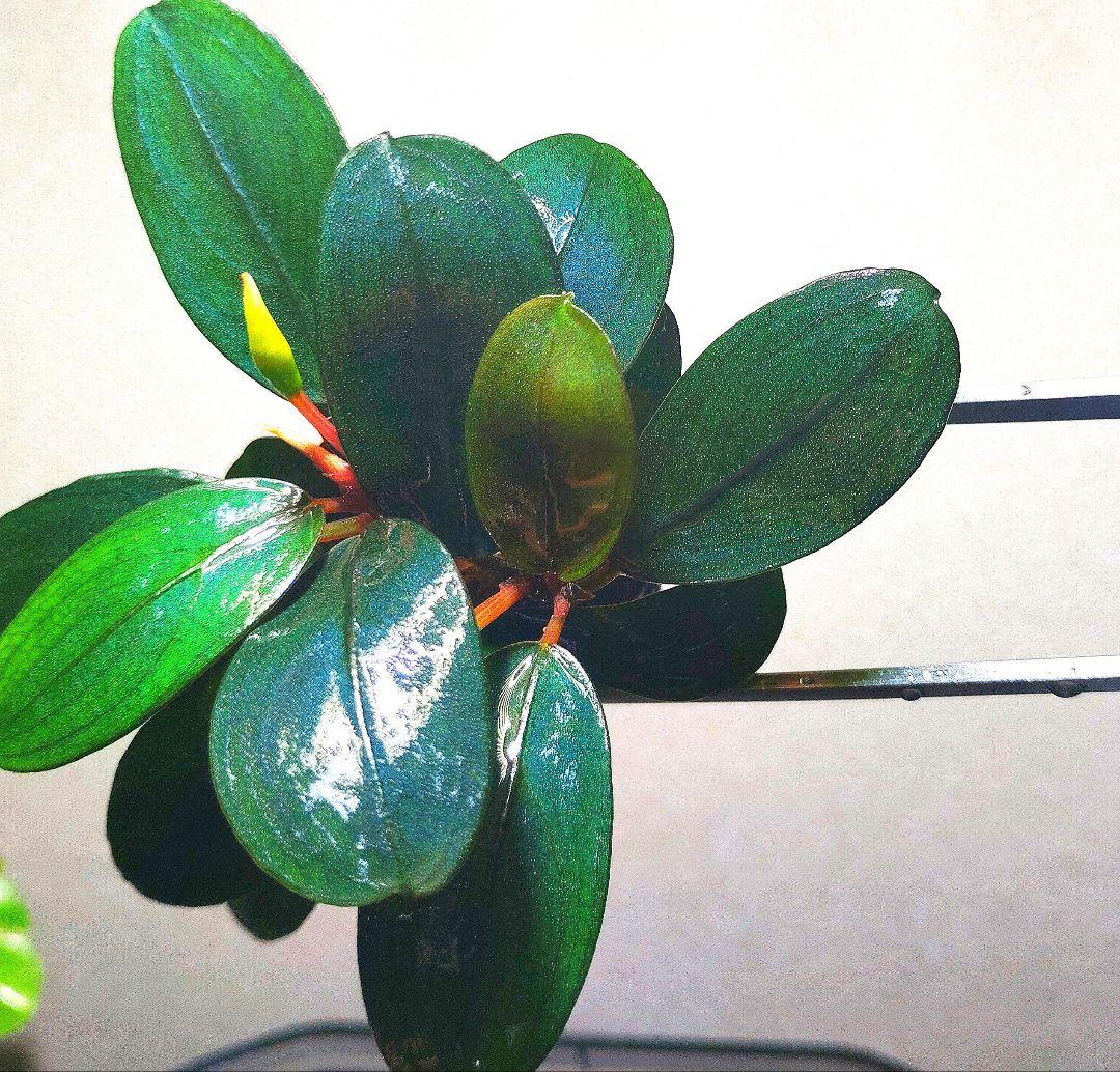 Bucephalandra sp. Black Pearl希少種★美株大株